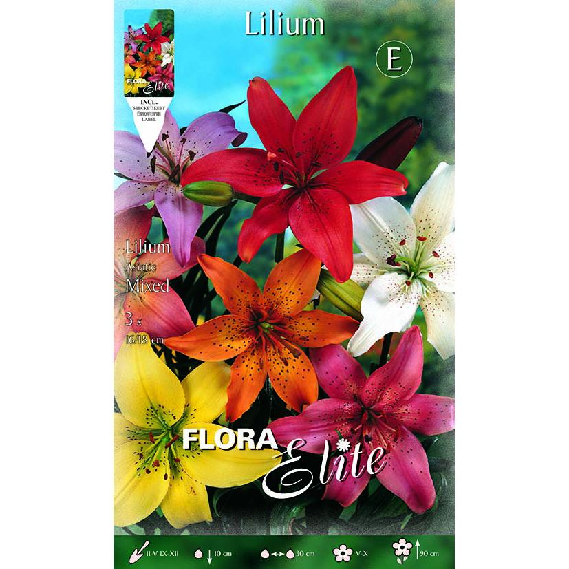 Lilium asiatic-bollenmix 2 stuks