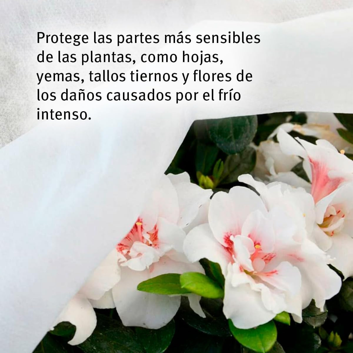 Tkanina ochronna przed mrozem Biotop 4 x 5 m 17 g/m²