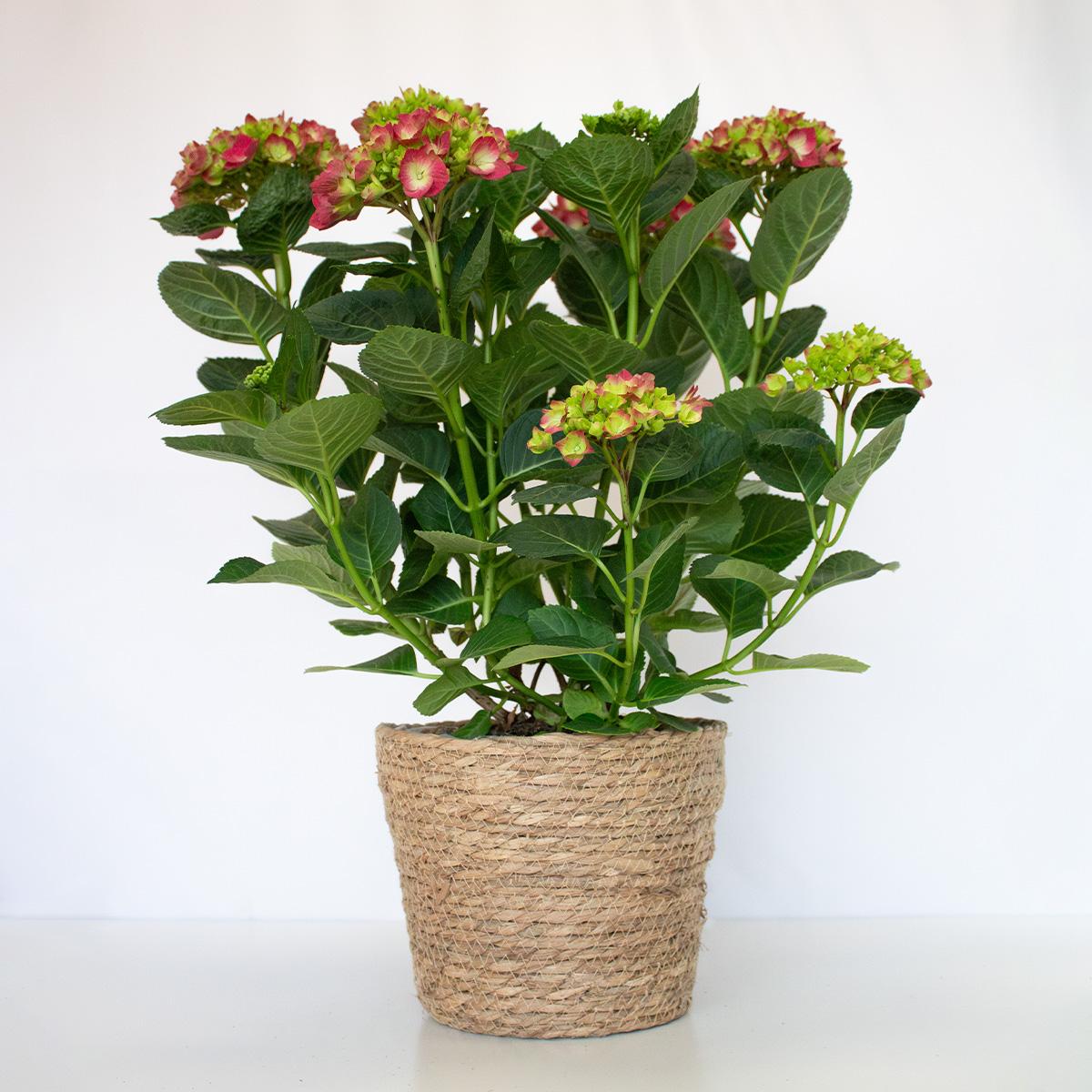 Hortensia Fucsia 50-60 cm