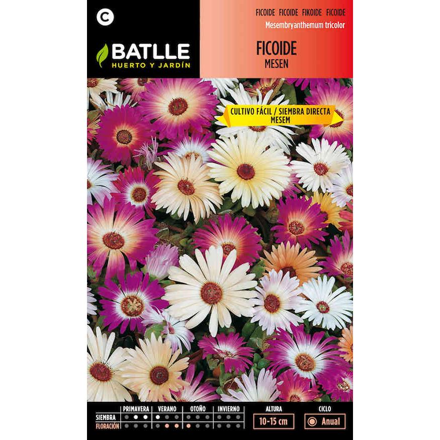 Messen Ficoide Seeds