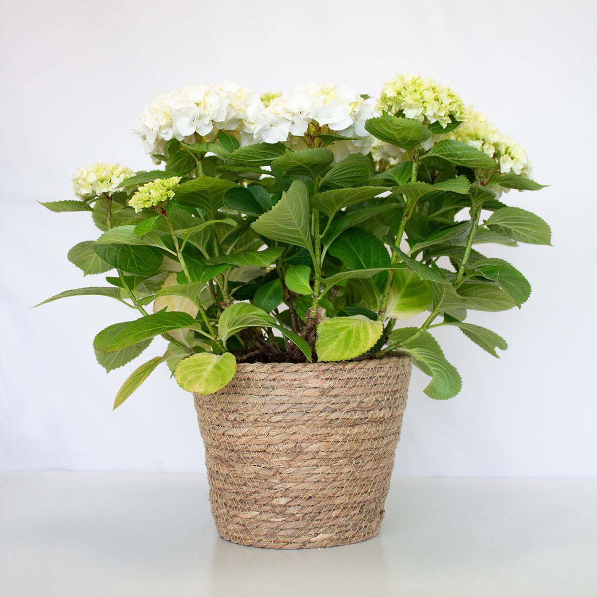 Hortensia Blanca 50-60 cm