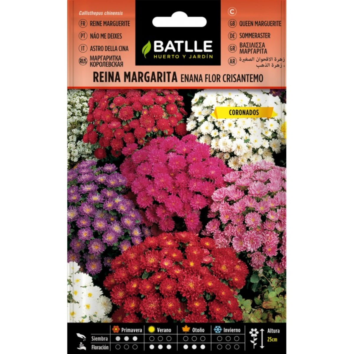 Nasiona margaretki karłowatej kwiat chryzantemy Batlle