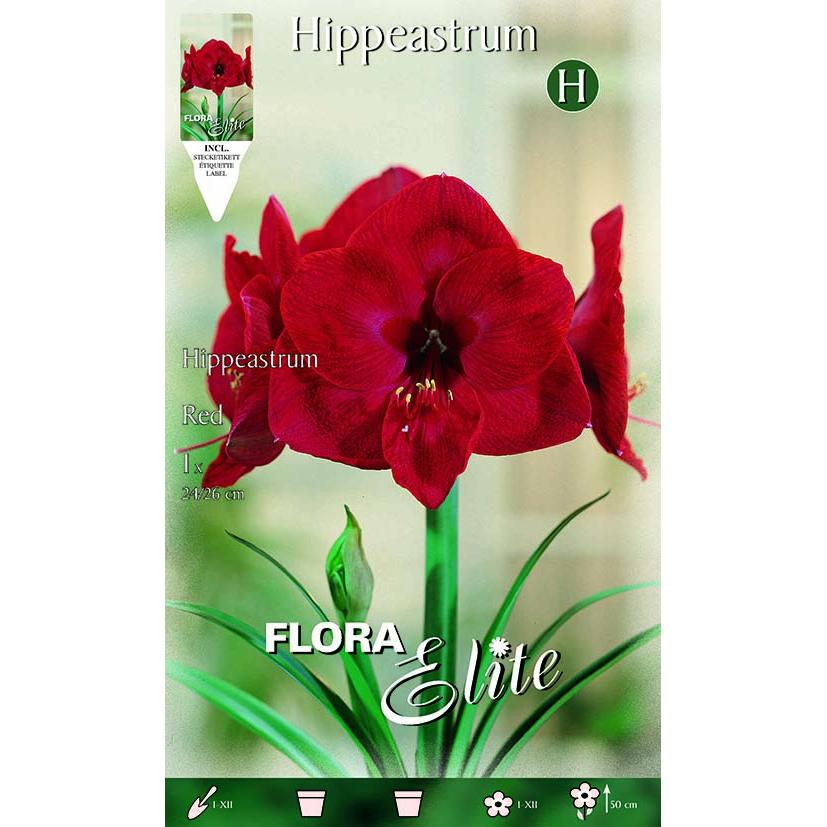 Czerwona cebulka amarilis 1 szt.