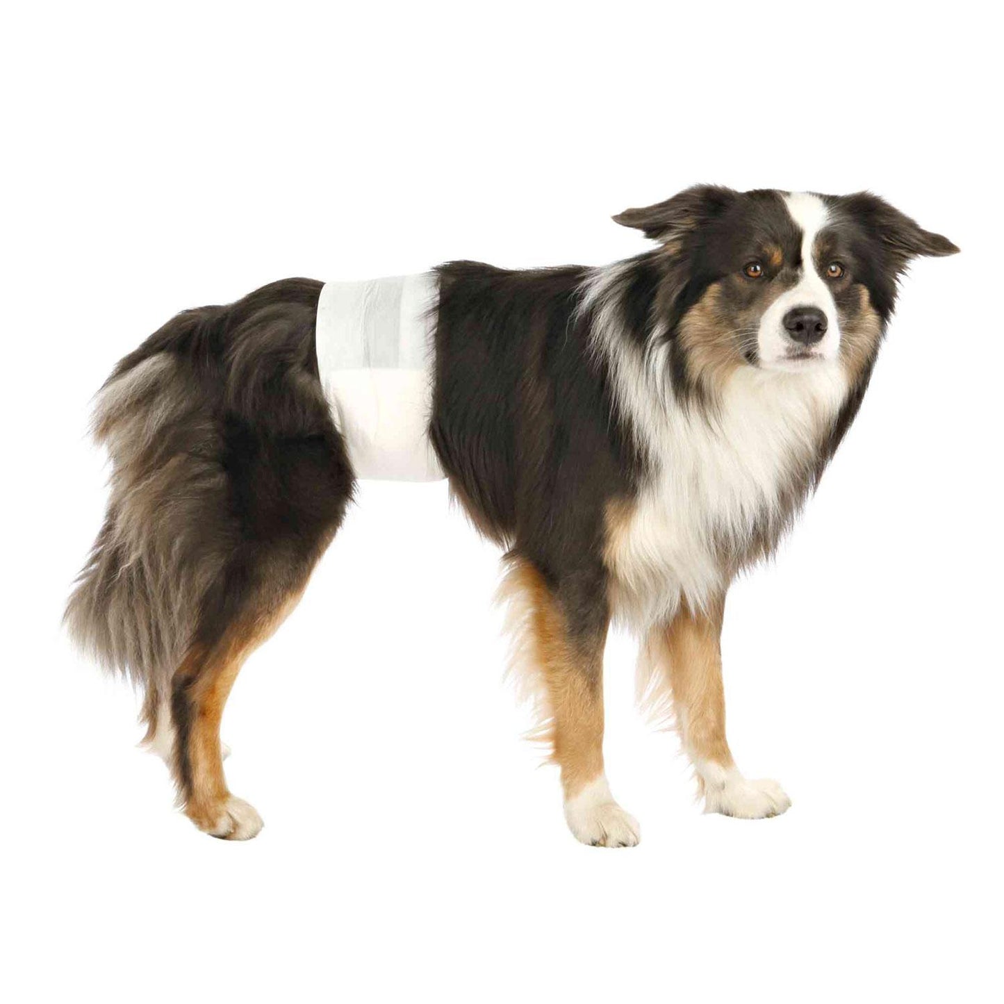 Trixie 12 Nappies for Male Dogs L-XL 60-80 cm