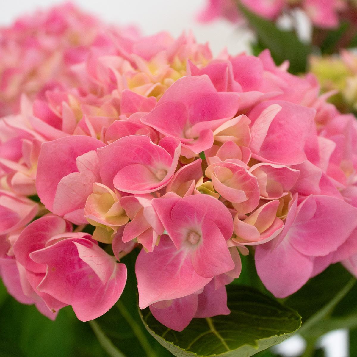 Hortensia Rosa 50-60 cm