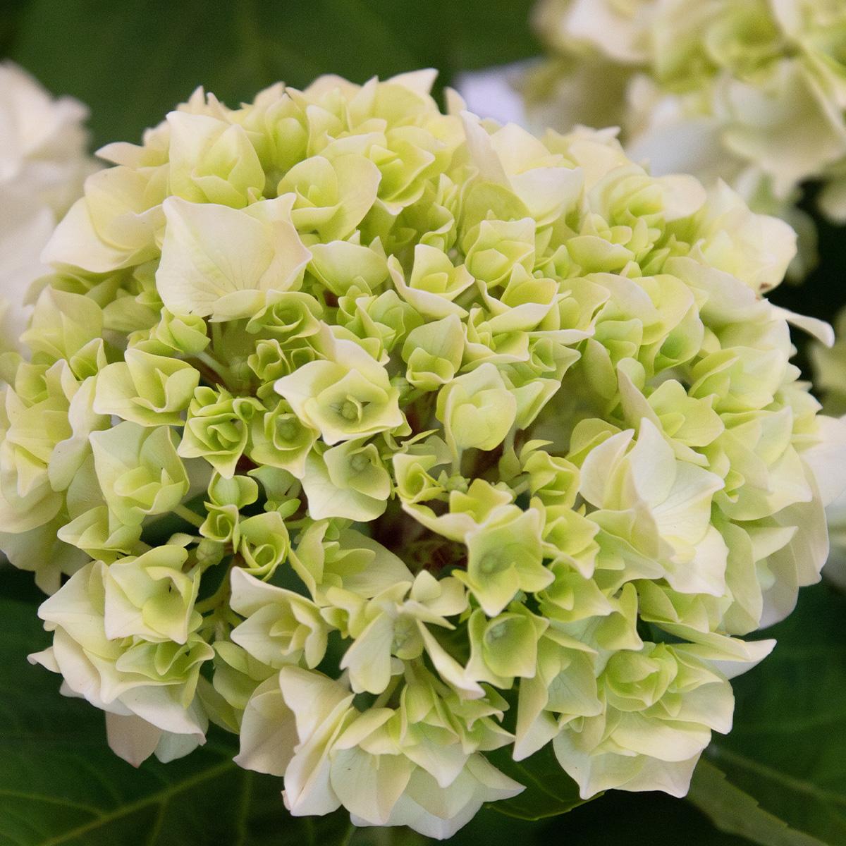 Hortensia Blanca 50-60 cm