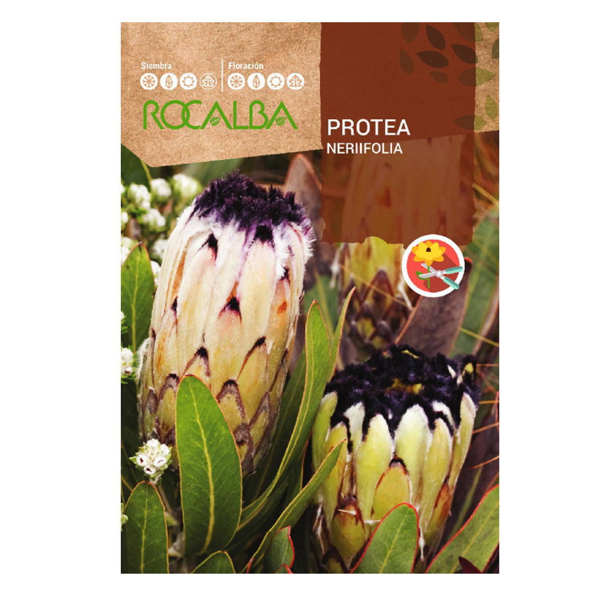 Proteanfrön Nerifolia, Rocalba