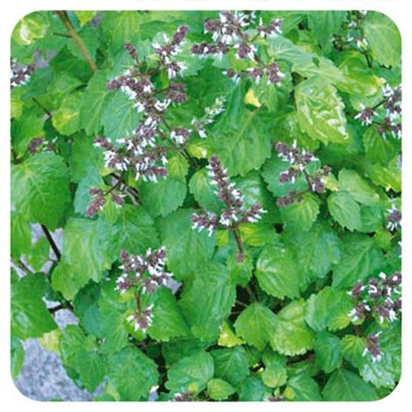 Patchouli Pranarôm, 5 ml