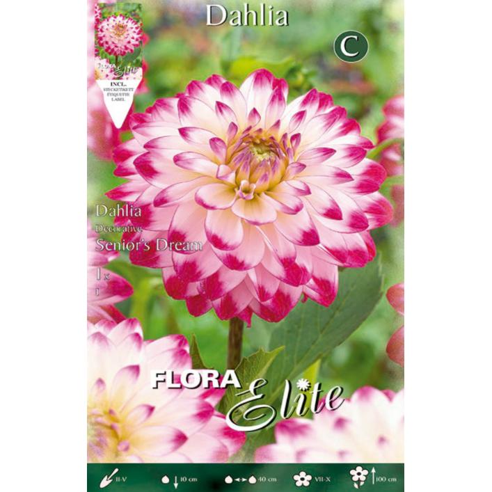 Dekorative weiße Dahlienknolle mit rosa Spitze 1 Stück