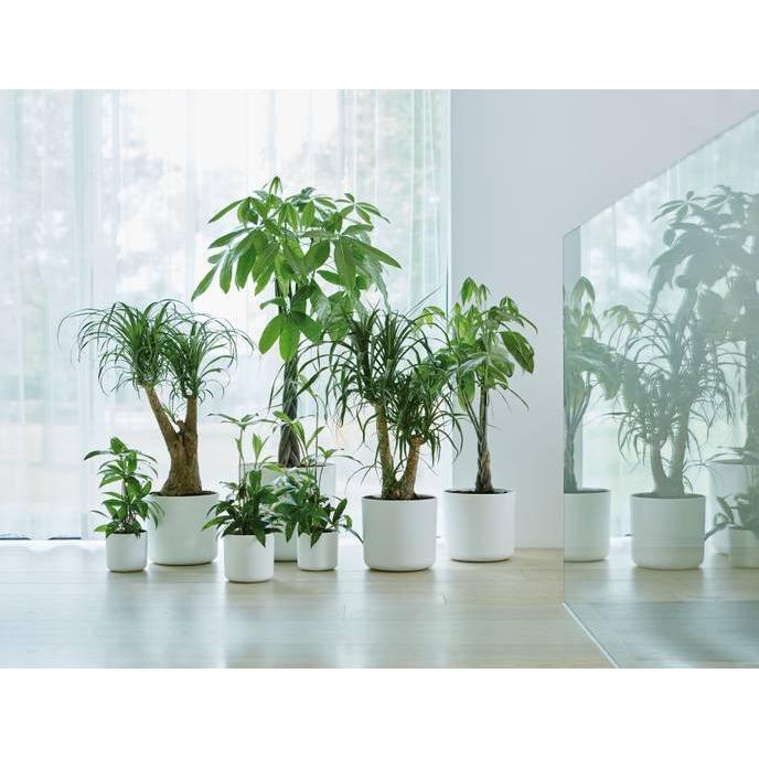 Bloempot B.for Soft Round Elho Wit 18 cm