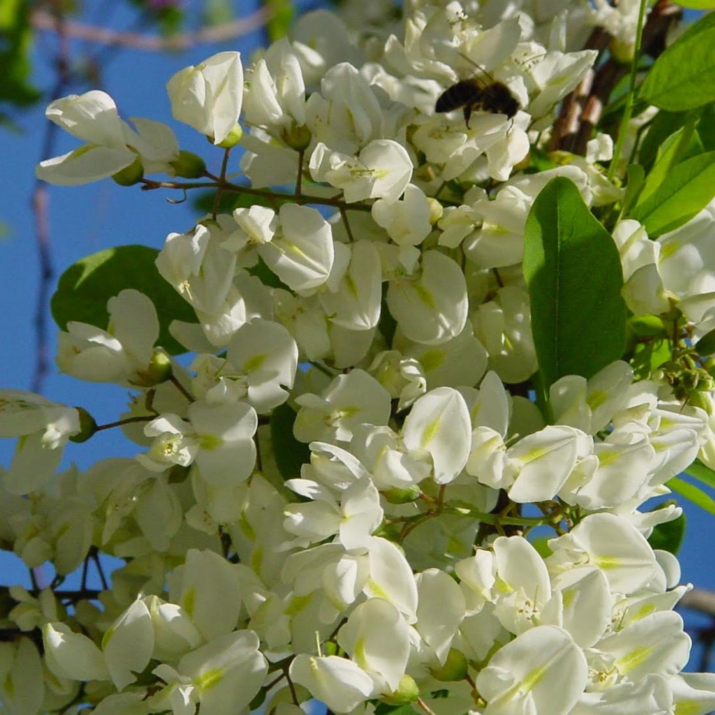 Miel d'acacia écologique Bona Mel, 450 g