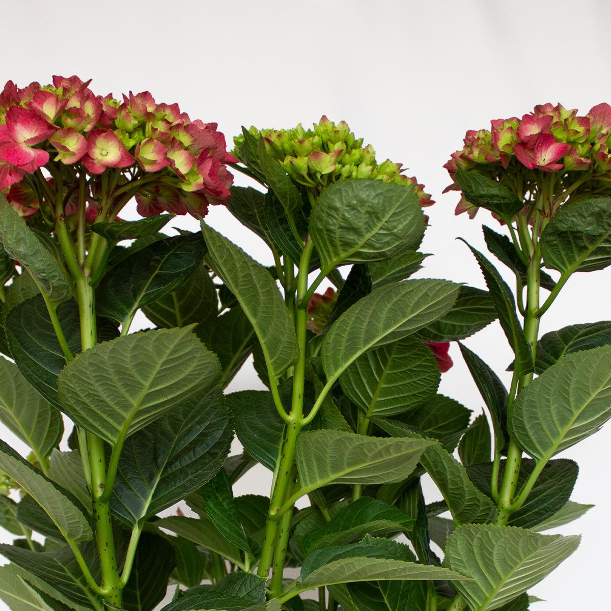 Hortensia Fucsia 50-60 cm