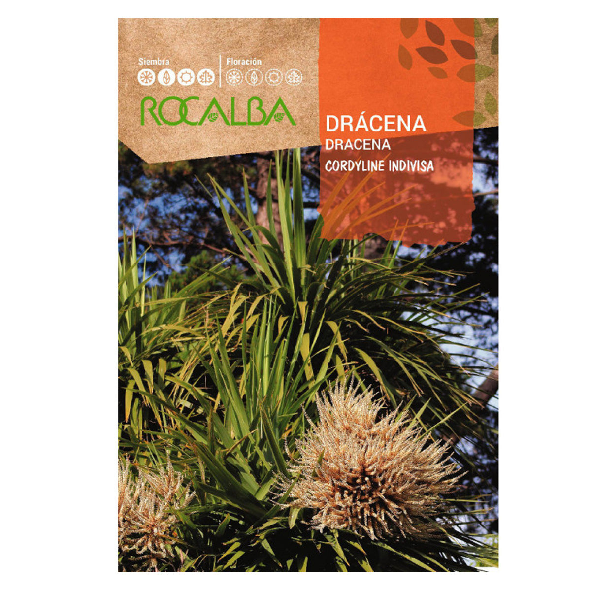 Dracaena seeds, Rocalba