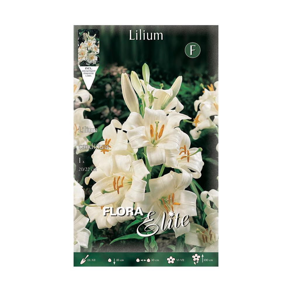 Lilium candicum Lilienknolle 1 Stück