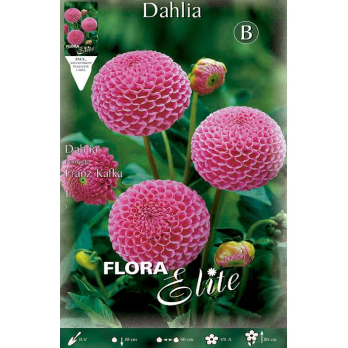 Bulbe de dahlia Pom Pom rose