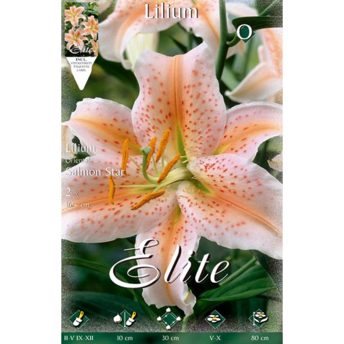 Lilium Oriental-Zwiebel, lachsfarben, Star, 2 Stück
