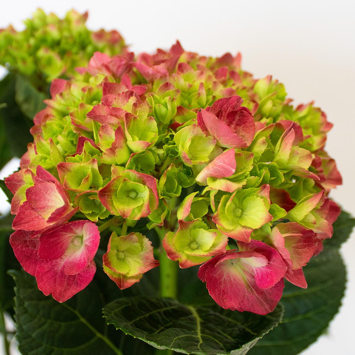 Hortensia Fucsia 50-60 cm