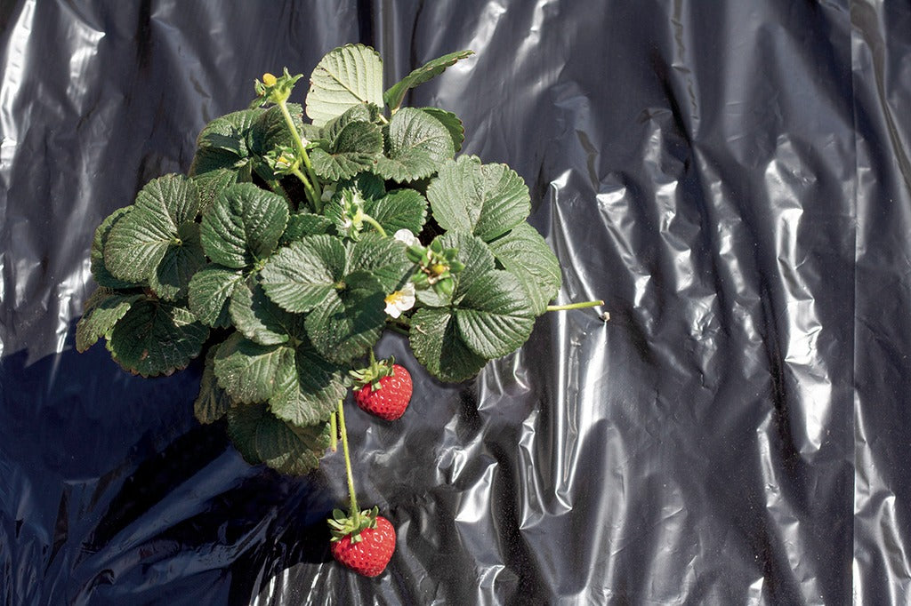 Film de paillage Fresafilm Nortene 1,4 x 10 m