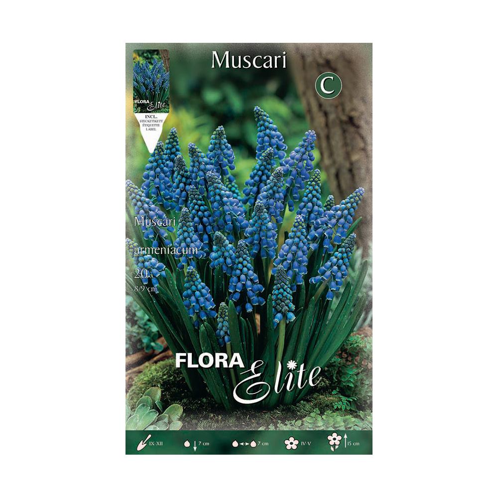 Blue Muscari Bulbs 15 pcs