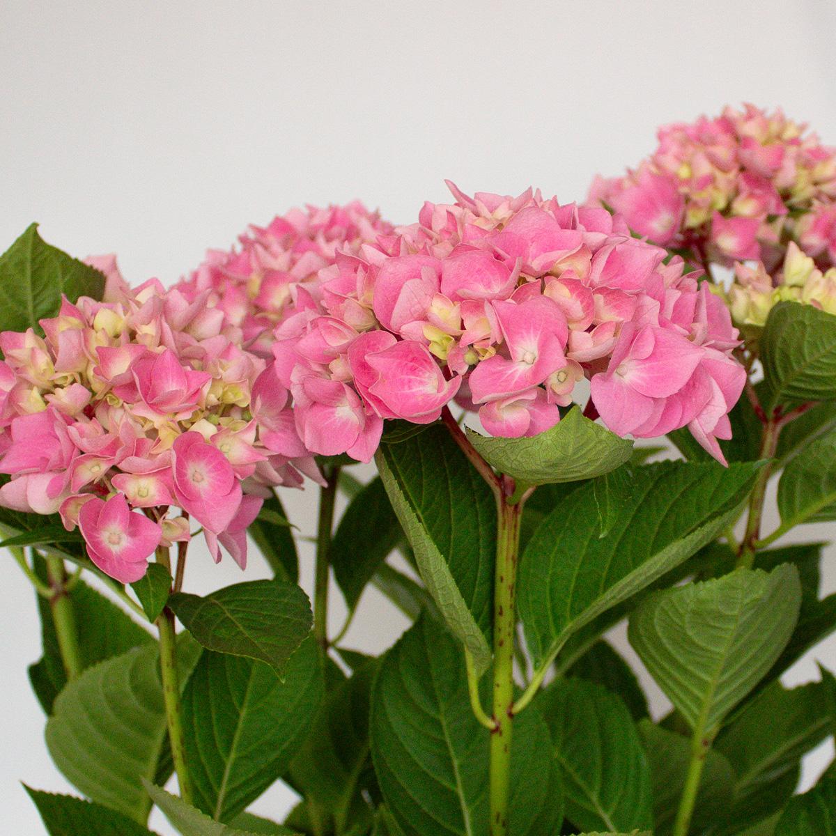Hortensia Rosa 50-60 cm