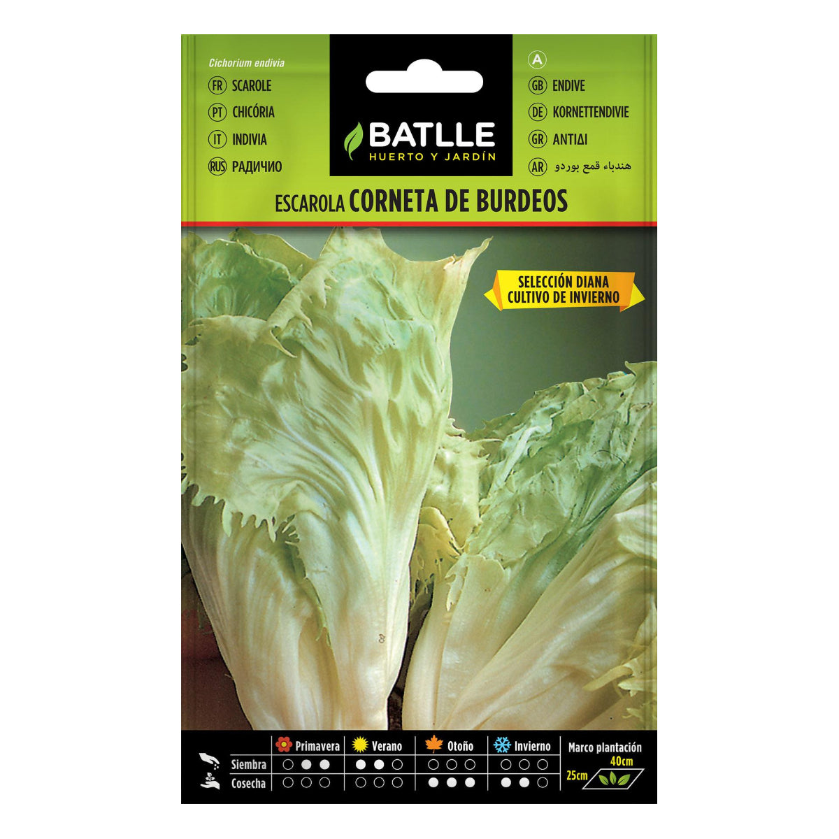 Bordeaux Batlle Cornet Escarole Seeds