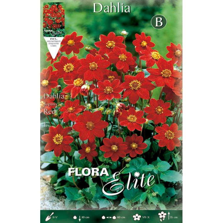Bulbe de dahlia Baby rouge 1 unité