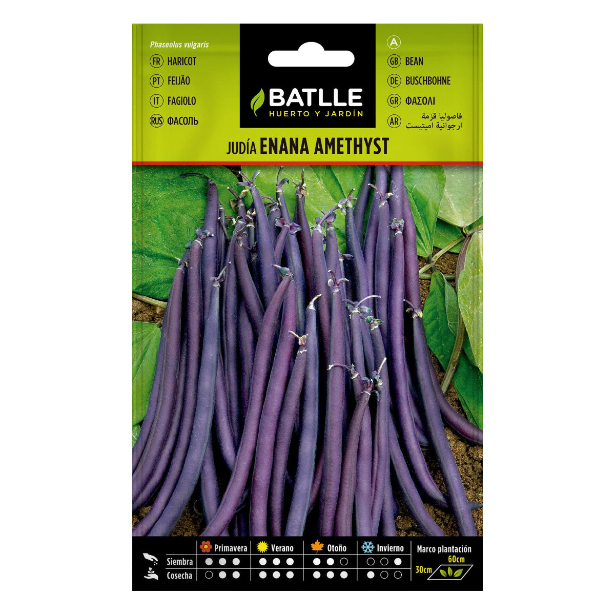 Semi di fagiolo nano viola Amethyst 25 g Batlle