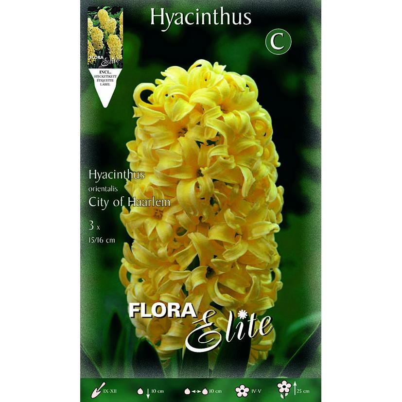 Yellow hyacinth bulbs, 3 pcs