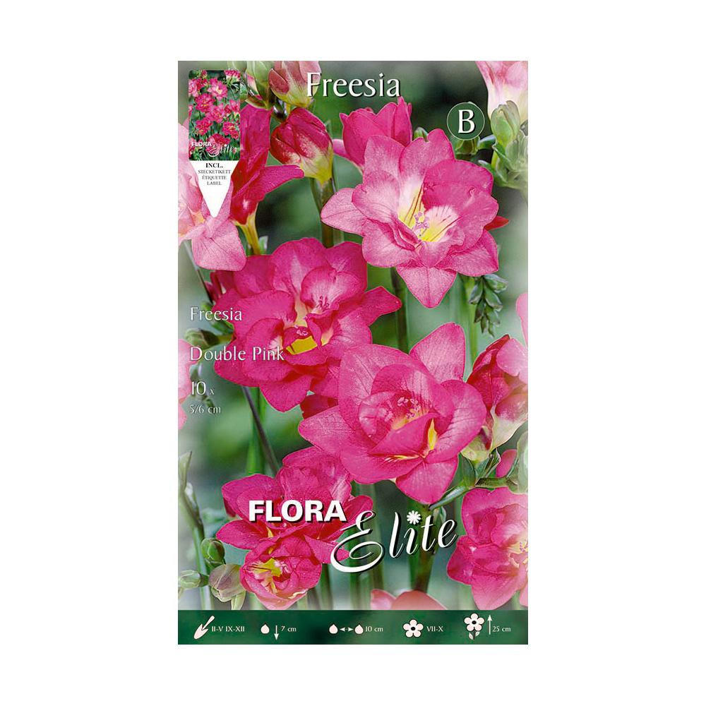 Dubbele violette fresia-bollen 10 stuks