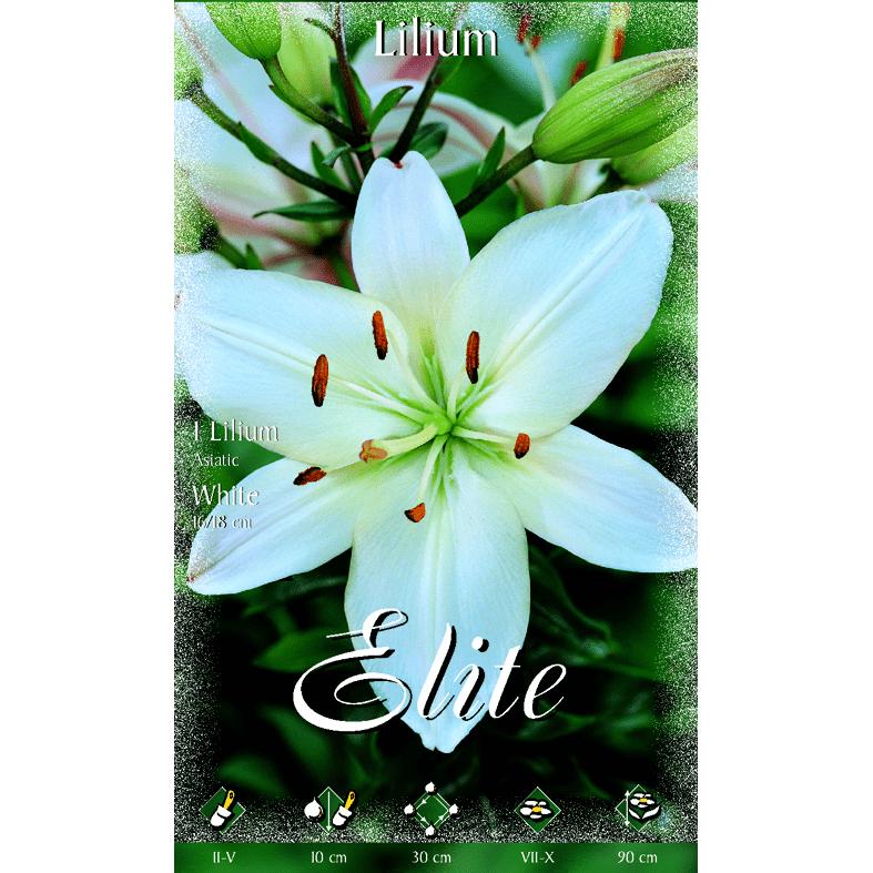 Bulbo Lilium asiatic blanco 2 uds
