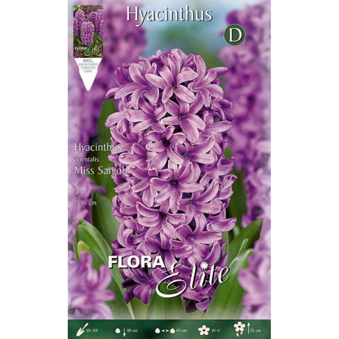 Violetta hyacintlökar, 3 st