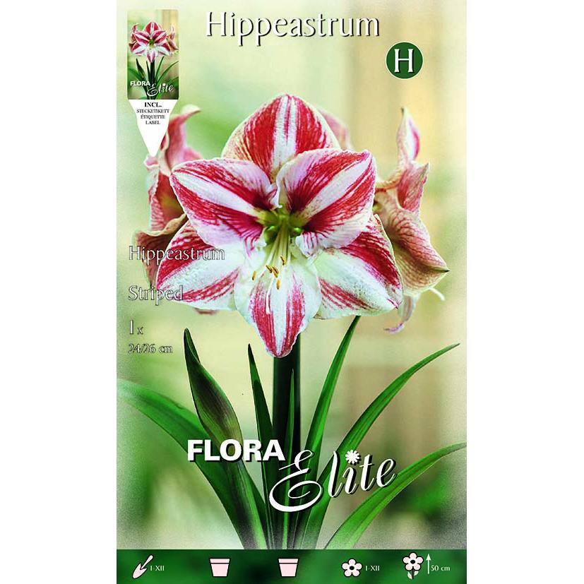 Bulbo Amarilis striato rosso bianco 1 pz