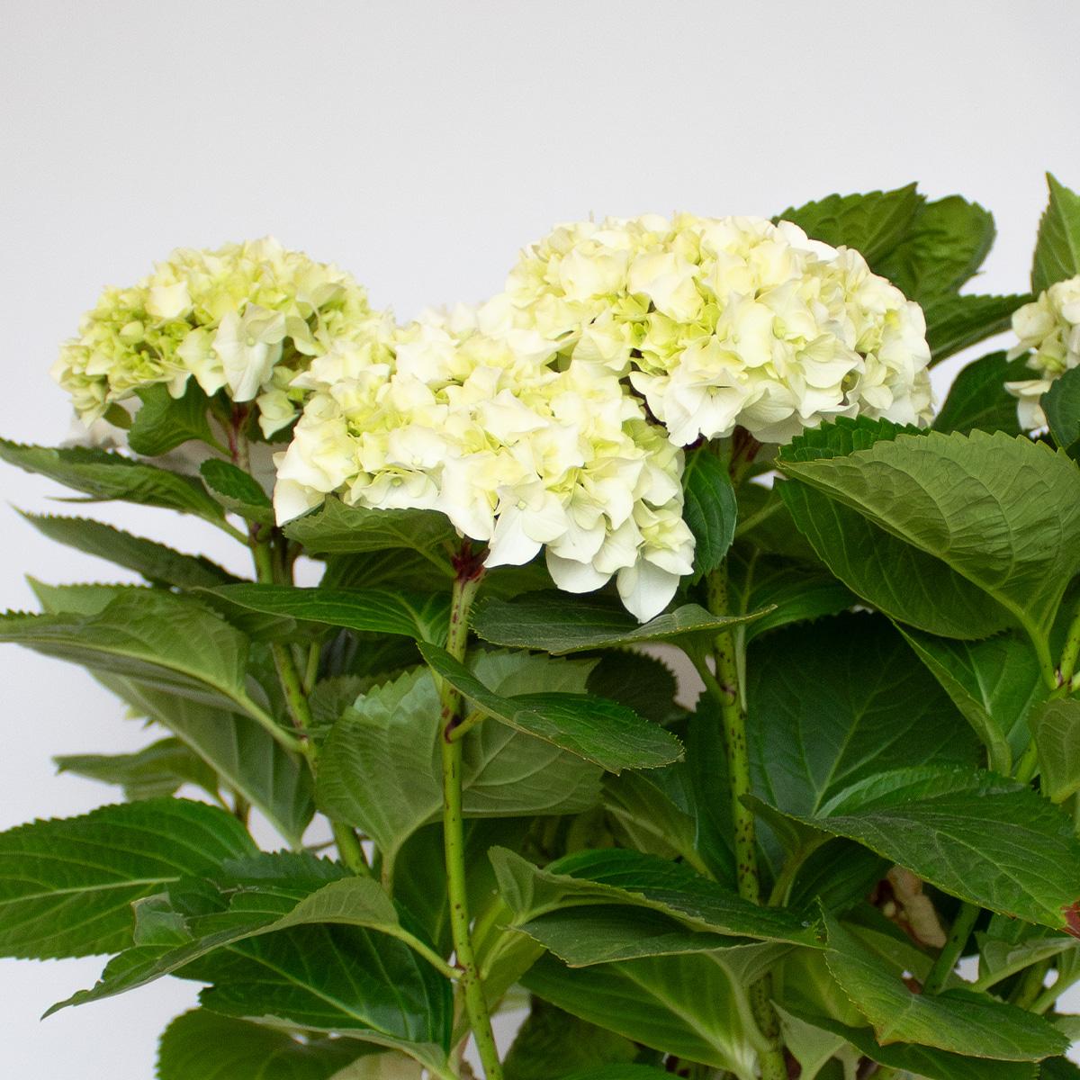 Hortensia Blanca 50-60 cm