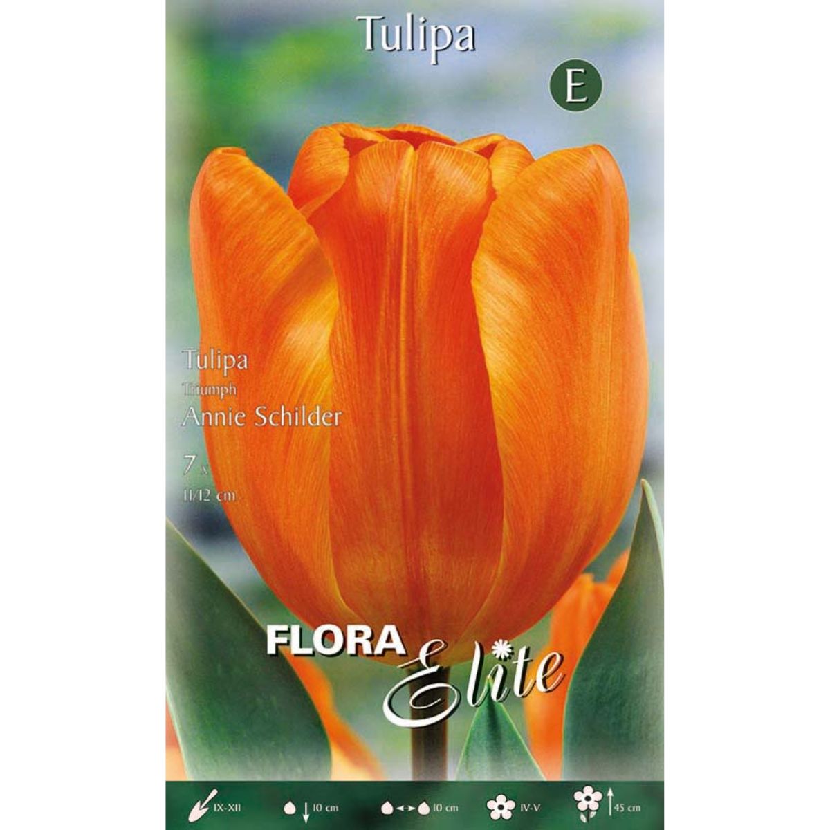 Orange tulip bulbs 7 pcs