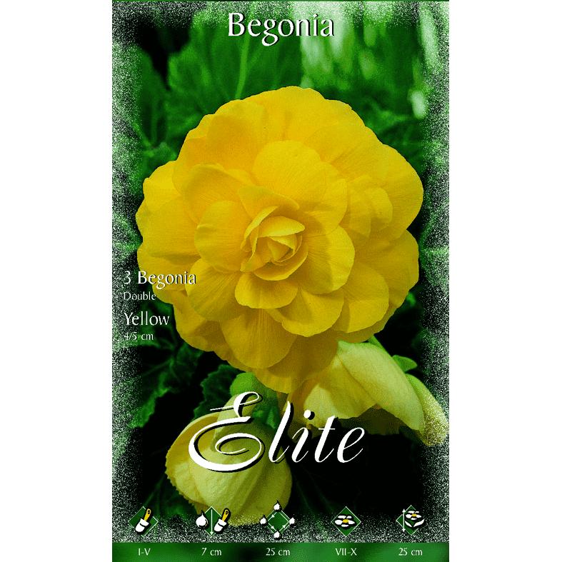 Double yellow begonia bulb, 3 pcs