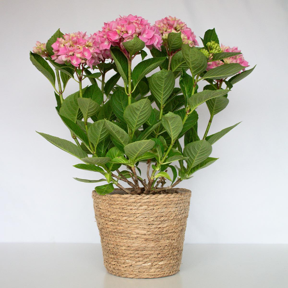 Hortensia Rosa 50-60 cm