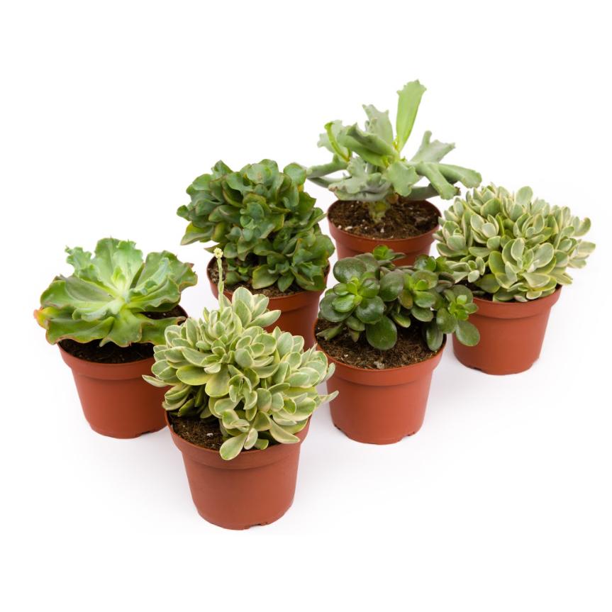 Crassulas unit 8,5cm