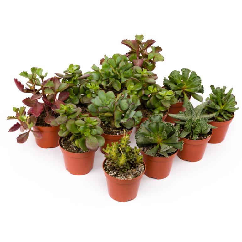 Vassoio Crasas 8,5 cm 12 und