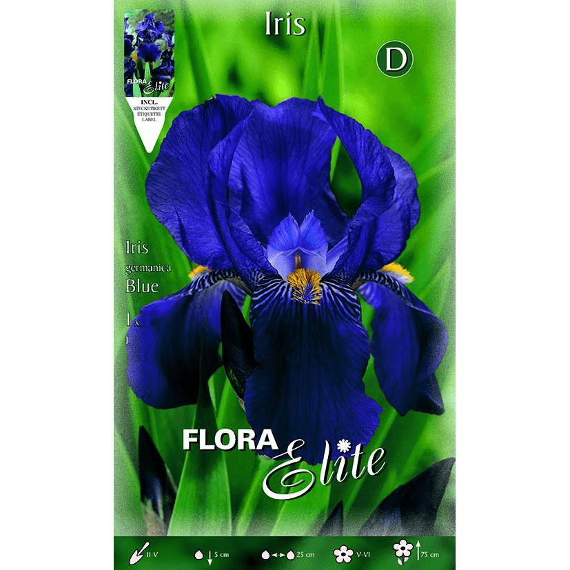 Bulbo Iris germanica blu 1 pz
