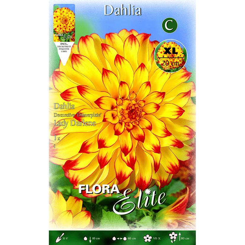 Cebulka dalia ozdobna żółta z czerwonym czubkiem