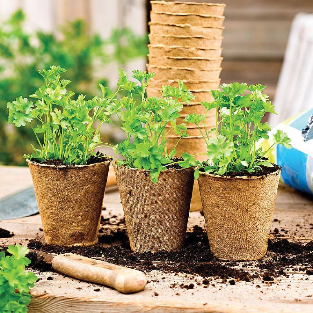 Ronde vezelplanter voor zaaibedden Planeta Huerto 24 eenheden