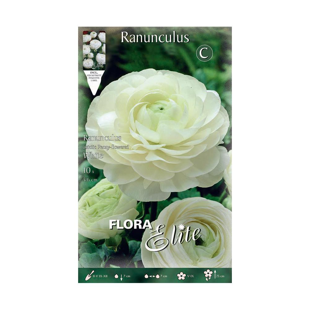 White Buttercup Bulbs 10 pcs