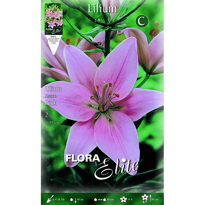 Lilium asiatic roze bol 2 stuks