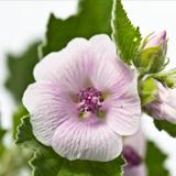 Crème pour les fesses Malva Blanca peau atopique Weleda, 50 ml