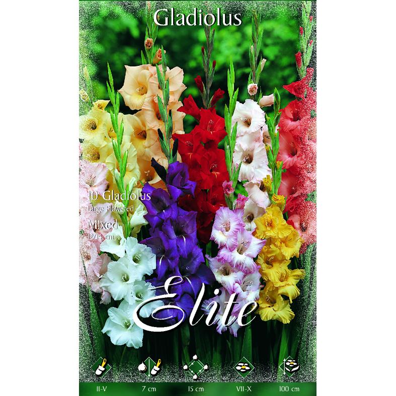 Bulbi di gladiolo misti 10 pz