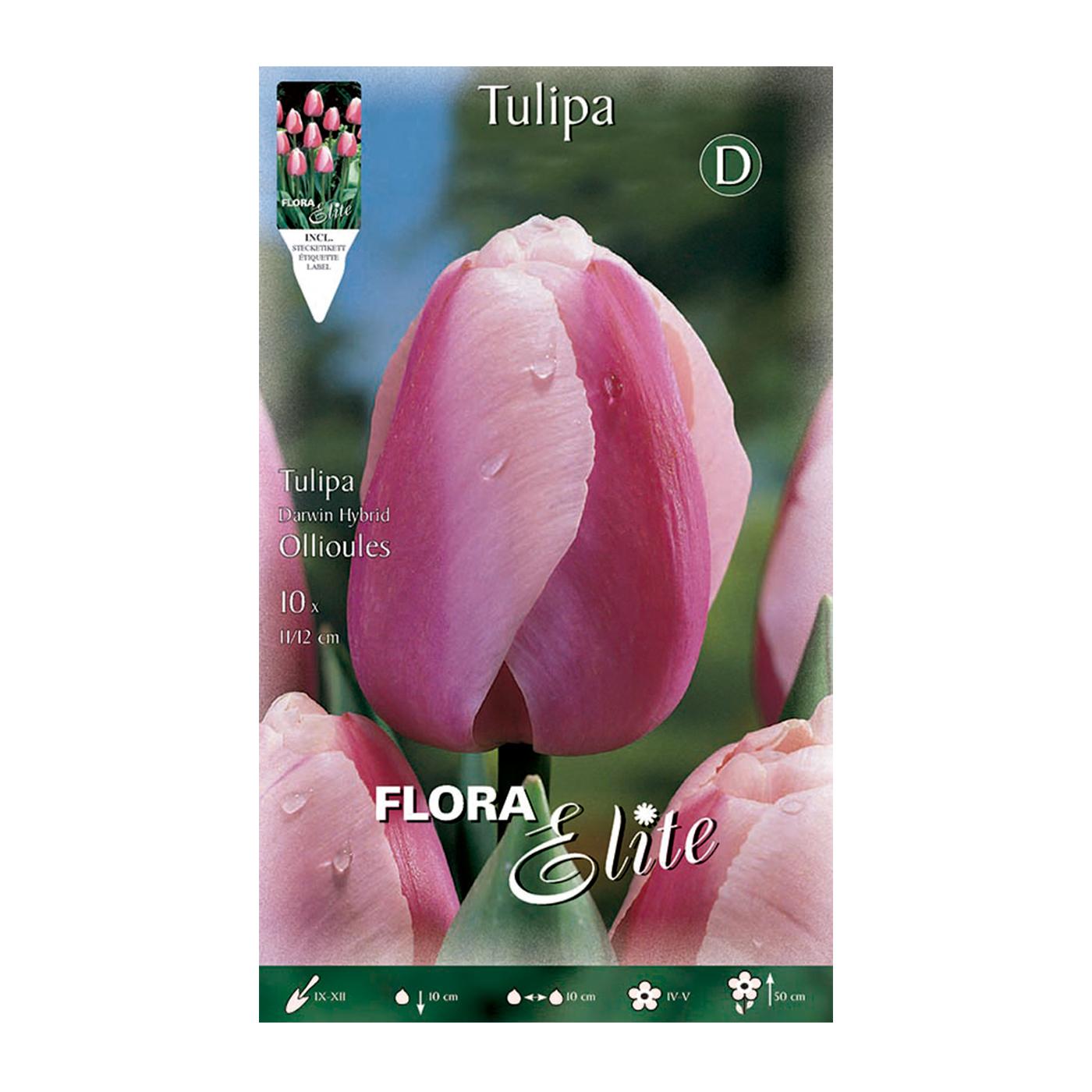 Darwin White Edge Tulip Bulbs 10 pcs
