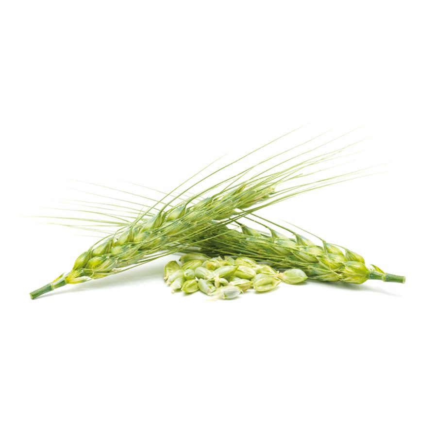 Öljäst El Granero, 500 tabletter à 400 mg