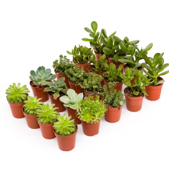 Vassoio Crasas 8,5 cm 12 und