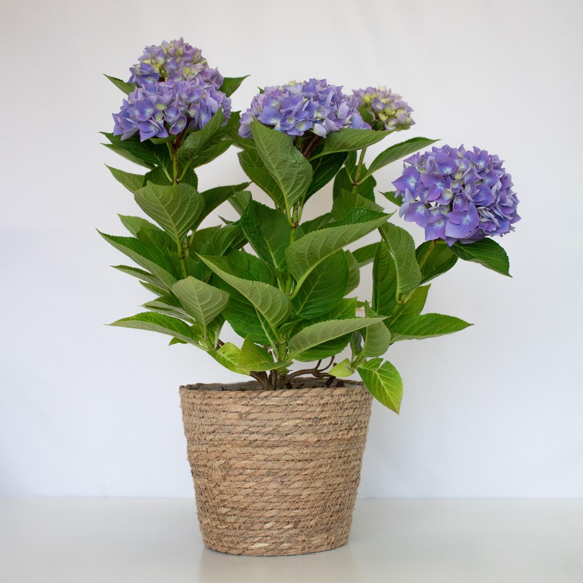 Hortensia Azul 50-60 cm