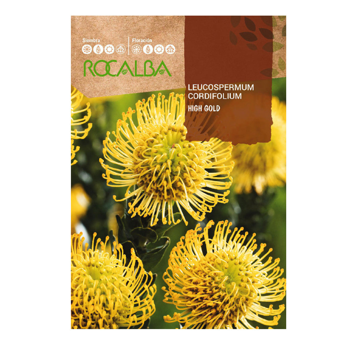 Proteafrön Leucospermum cordifolium, Rocalba